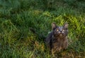 Gray fluffy kitten on a background of green grass. Cat in the grass. Royalty Free Stock Photo
