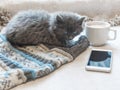 Gray fluffy kitten, cup of coffee and a phone on a white surface Royalty Free Stock Photo