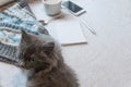 Gray fluffy kitten, cup of coffee and a phone on a white surface Royalty Free Stock Photo