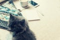 Gray fluffy kitten, cup of coffee and a phone on a white surface Royalty Free Stock Photo