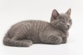 gray fluffy kitten lies quietly isolated on white Royalty Free Stock Photo