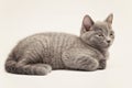 gray fluffy kitten lies quietly isolated on white Royalty Free Stock Photo