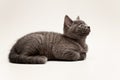gray fluffy kitten lies quietly isolated on white Royalty Free Stock Photo