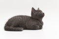 gray fluffy kitten lies quietly isolated on white Royalty Free Stock Photo