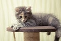 Gray fluffy kitten lies on top of a game complex with scratching post Royalty Free Stock Photo