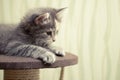 Gray fluffy kitten lies on top of a game complex with scratching post Royalty Free Stock Photo