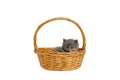 Gray and fluffy kitten is lying in basket white background, isolate. Royalty Free Stock Photo