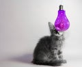 gray kitten peeps out from behind a transparent purple decorative lamp