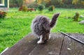 Gray fluffy kitten stands back on a wooden table on the street near the house Royalty Free Stock Photo