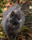 Gray fluffy kitten with yellow eyes on a background of green grass. Cat on a walk. Looking away. Photo project `Life of cats` Royalty Free Stock Photo