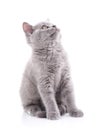 Scottish straight kitten. Isolated on a white background. A gray fluffy kitty Royalty Free Stock Photo