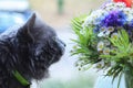 The gray fluffy long-haired cat Nebelung sniffs a multi-colored bouquet of flowers, enjoys the pleasant smell on the