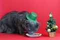 A gray fluffy Nebelung cat in a green shiny hat and a plate with food. Defocused little Christmas tree on a red background.