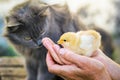 A gray, fluffy looks at little defenseless chick in her h