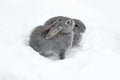 Gray fluffy rabbits on white winter snow.