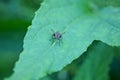 Gray fly sits on a green leaf of a plant in a summer park Royalty Free Stock Photo