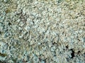 Gray foliose lichen