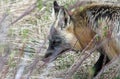 Gray fox behind the bush Royalty Free Stock Photo
