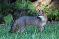 Gray Fox in North Miami Beach, Florida Royalty Free Stock Photo