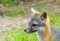 Gray fox Urocyon cinereoargenteus