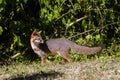 Wildlife: A Gray Fox seen in the wild in Guatemala Royalty Free Stock Photo