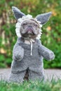 Gray French Bulldog dog dressed up as Big Bad Wolf from fairytale `Little Red Riding Hood` with furry full body costumes