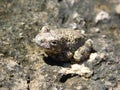 Gray frog against gray background