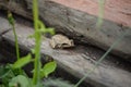 Gray frog in the logs