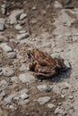 Gray frog sitting on another frog on the ground Royalty Free Stock Photo