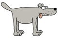 Gray funny dog