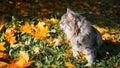 Gray furry cat sitting on orange fallen leaves and looking away with green eyes, copy space. Royalty Free Stock Photo