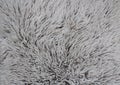 Gray fuzzy soft fleecy nap texture. Background of trendy color