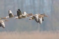 Gray geese group anser anser flying over reed