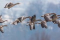 Gray geese group anser anser in flight