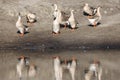 Gray geese by the lake with reflection Royalty Free Stock Photo