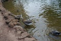 Gray geese in the pond