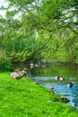 Gray geese by the river under trees. Anser anser domesticus