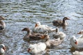 Gray geese swimming in the water. Domestic Geese Swimming Royalty Free Stock Photo