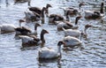 Gray geese swimming in the water. Domestic Geese Swimming Royalty Free Stock Photo