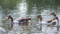 Gray geese swimming in the water. Domestic Geese Swimming Royalty Free Stock Photo