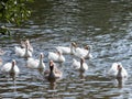 Gray geese swimming in the water. Domestic Geese Swimming Royalty Free Stock Photo