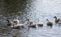 Gray geese swimming in the water. Domestic Geese Swimming Royalty Free Stock Photo