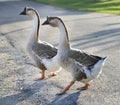 Gray Geese Royalty Free Stock Photo