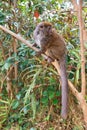 Gray gentle lemur