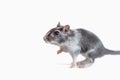Gray gerbil, studio shot on white background Royalty Free Stock Photo