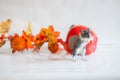 Gray gerbil, studio shot on white background, autumn Royalty Free Stock Photo