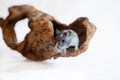Gray gerbil, studio shot on white background Royalty Free Stock Photo