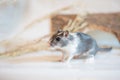 Gray gerbil, studio shot on white background Royalty Free Stock Photo