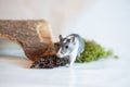 Gray gerbil, studio shot on white background, nature background Royalty Free Stock Photo
