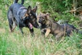 Gray German Shepherds and Gray German Shepherd puppies playing in a meadow in summer on a sunny day in Skaraborg Sweden Royalty Free Stock Photo